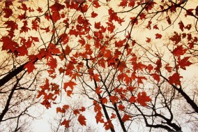 Bare Branches and Red Maple Leaves Growing Alongside the Highway by Raymond Gehman