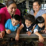 Monterey Bay Aquarium Celebrates Día del Niño