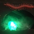 CreepyCrawlerCaveMain